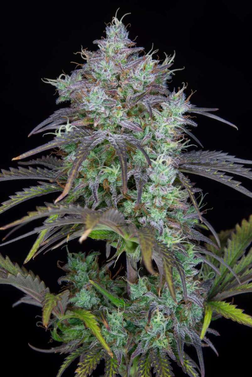 Fast Buds Big Bud automatic Hanfsamen