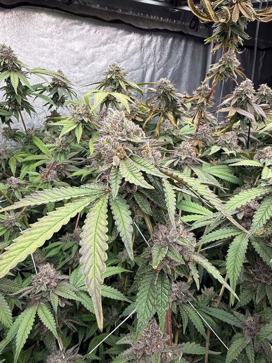 Biscotti Gelato feminisierte Cannabissamen