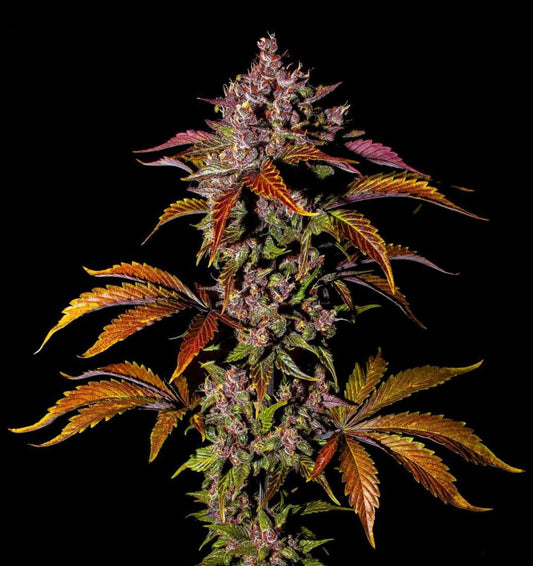 Blackberry Automatic Cannabissamen