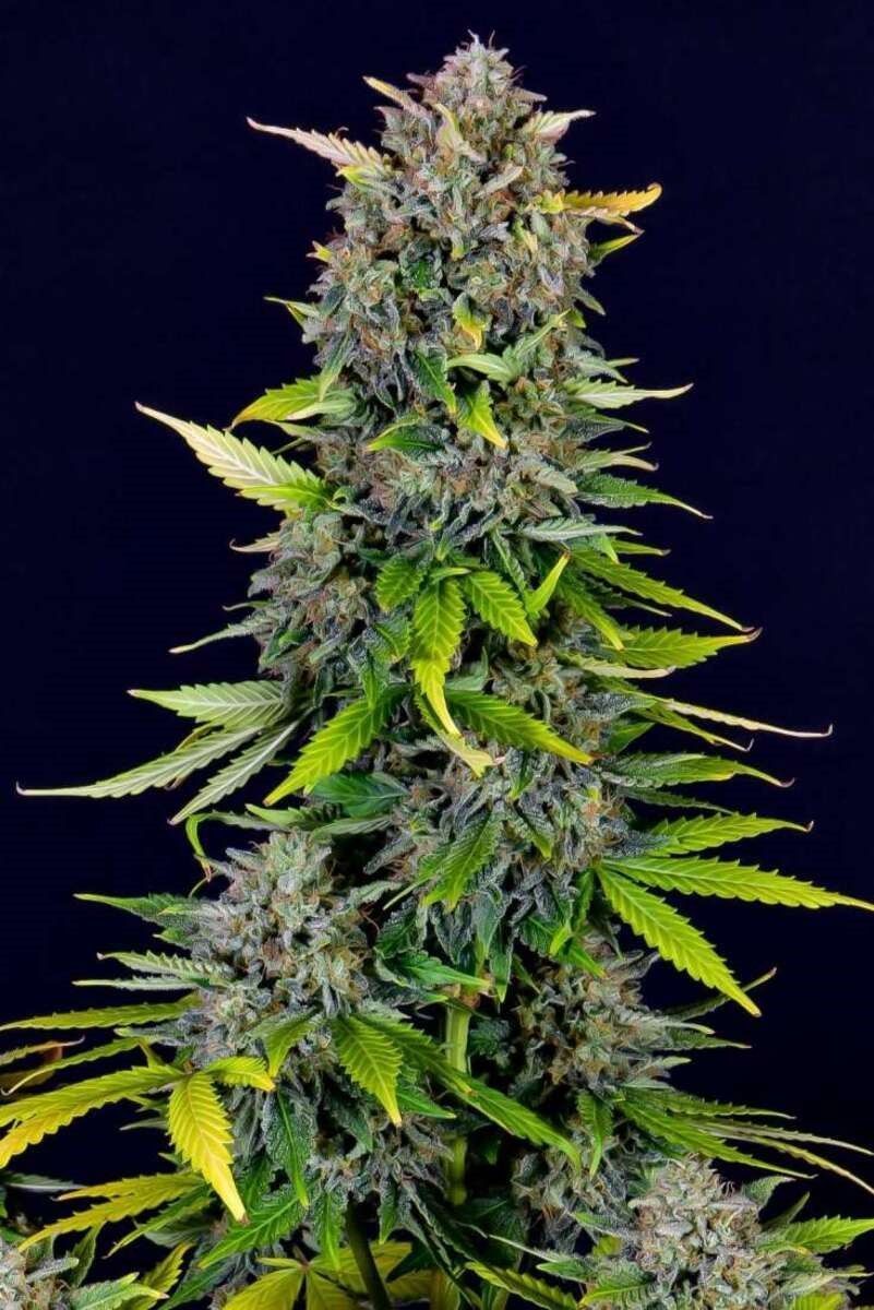 Blue Dream Automatic Cannabissamen