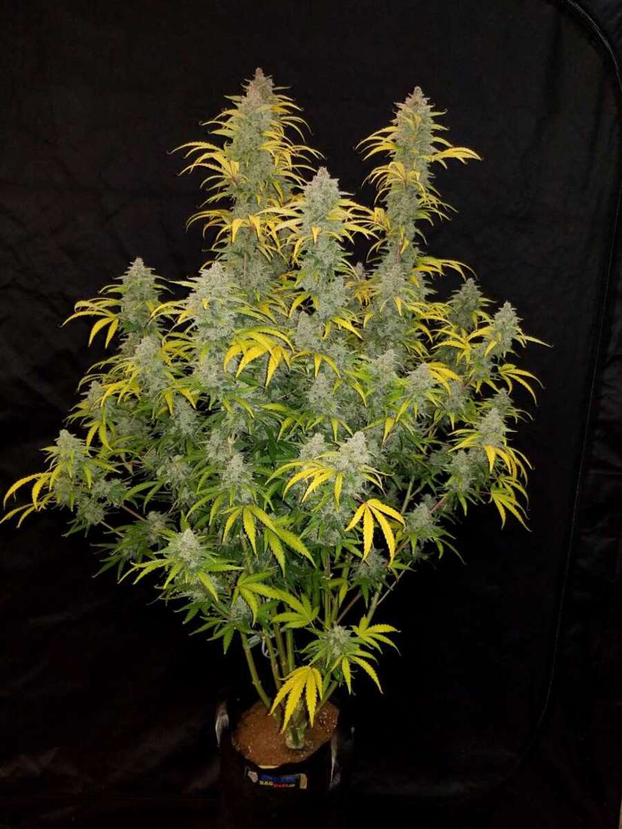 Fast Buds Blue Dream automatic Hanfsamen
