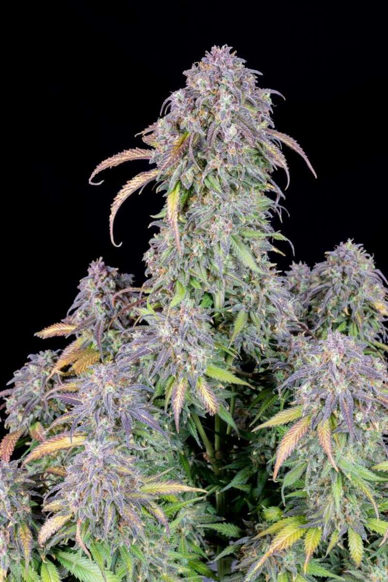 Original Blueberry Automatic Cannabissamen