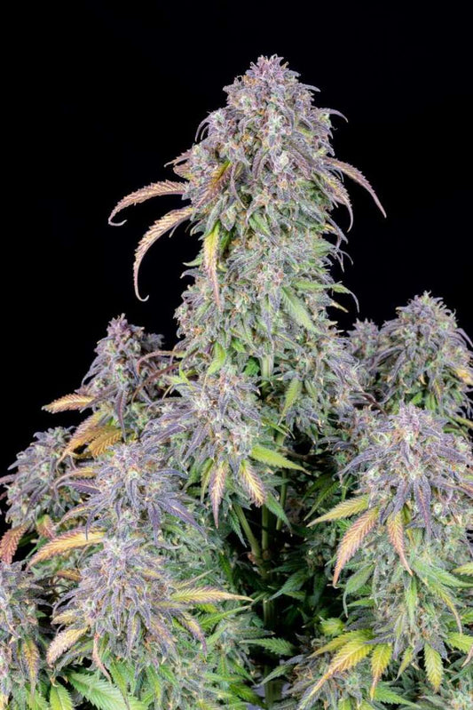 Original Blueberry Automatic Cannabissamen