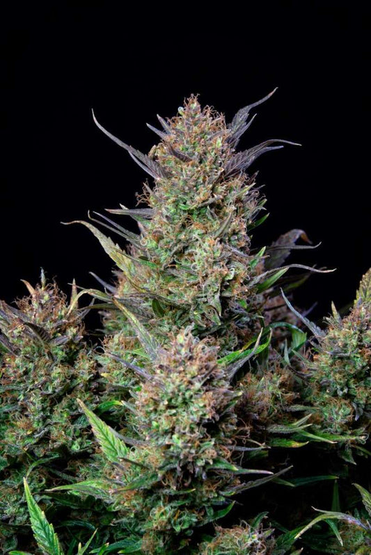 Bruce Banner Automatic Cannabissamen