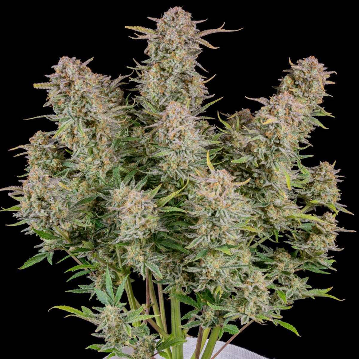 Fast Buds Bruce Banner automatic Hanfsamen