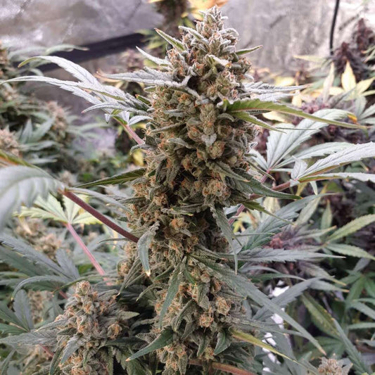Original BubbleGum Automatic Cannabissamen