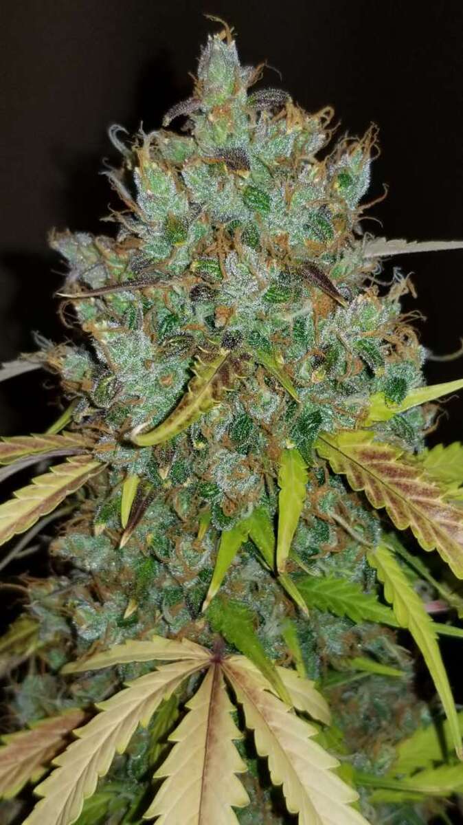 Fast Buds BubbleGum automatic Hanfsamen