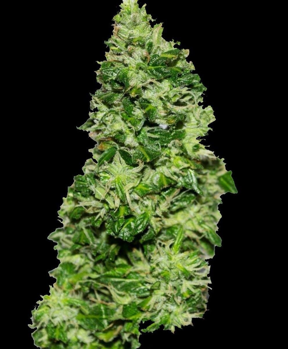 Original Critical Automatic Cannabissamen