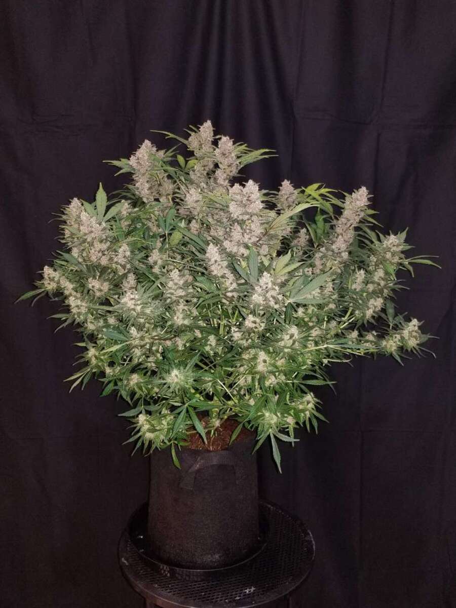 Fast Buds Fastberry automatic Hanfsamen 