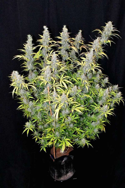 G14 Automatic Cannabissamen