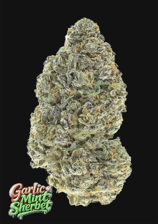 420 FastBuds Garlic Mint Sherbet Feminisierte Hanfsamen
