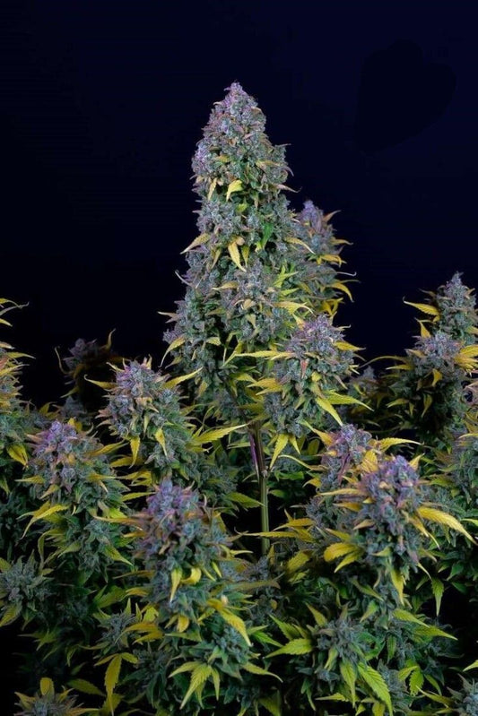 Gelato Automatic Cannabissamen