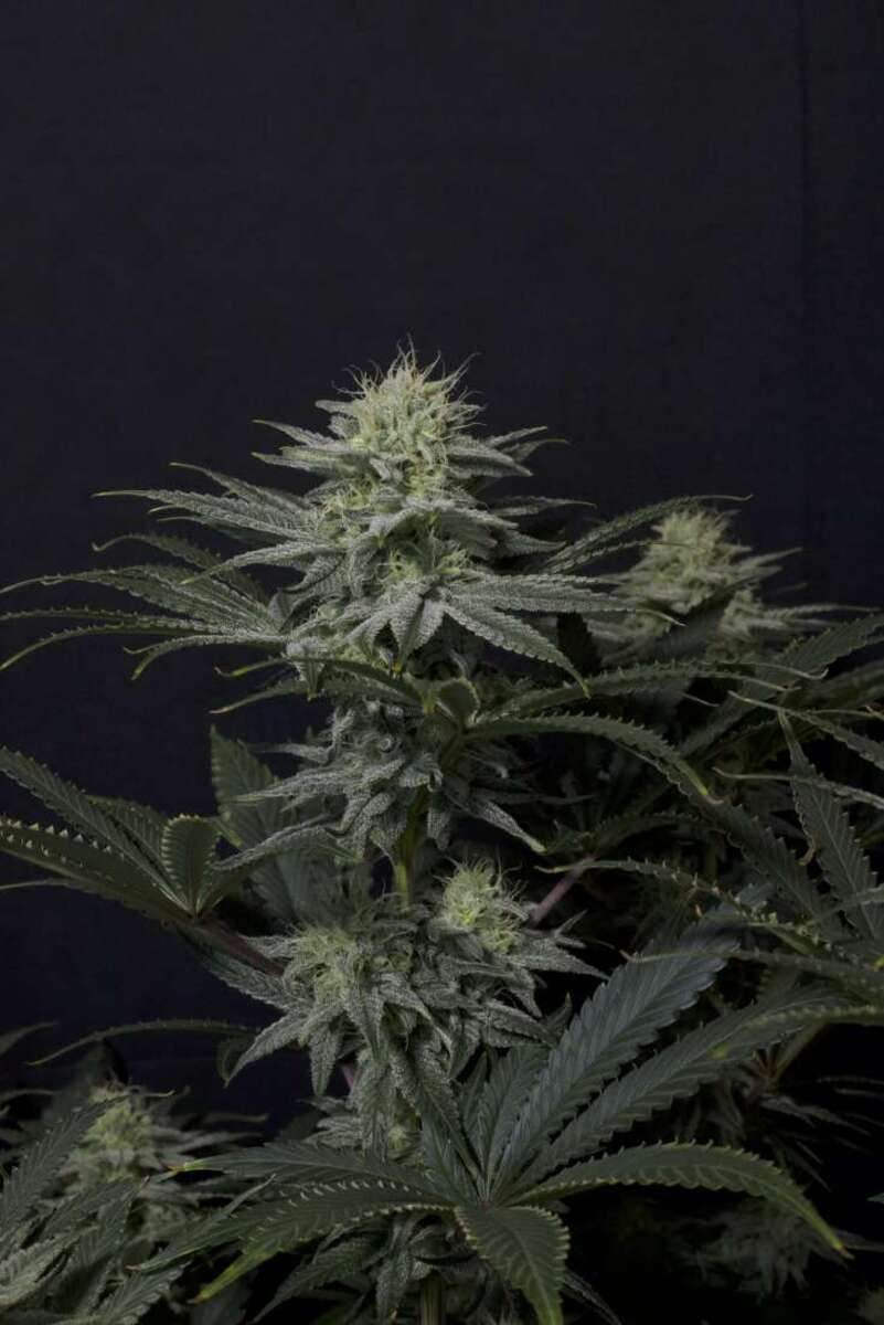 GG4 Sherbet Fast feminisierte Cannabissamen