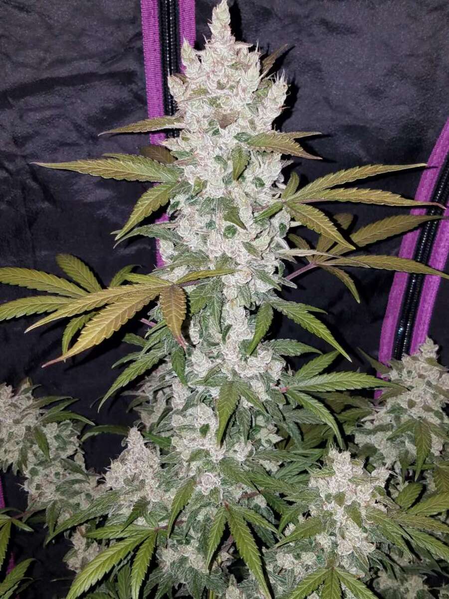 Fast Buds Girl Scout Cookies automatic Hanfsamen 