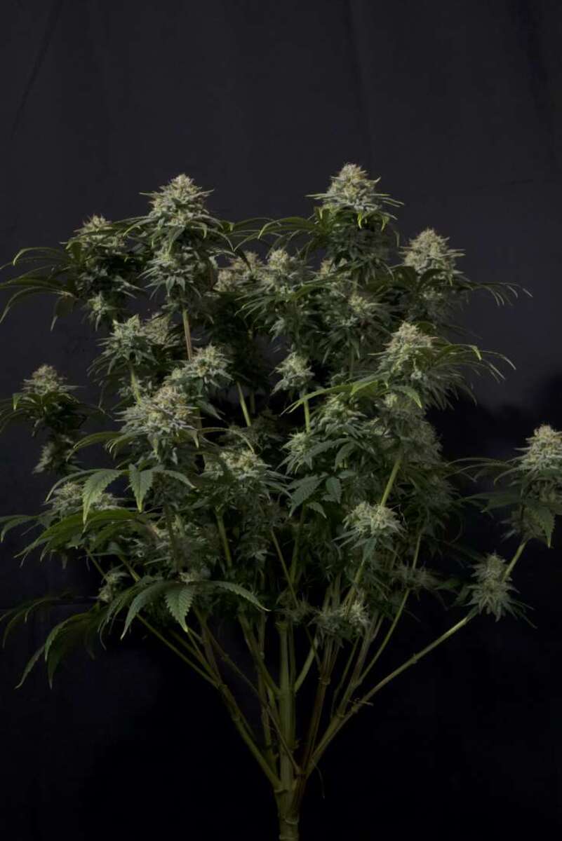 Gorilla Cookies FF feminisierte Cannabissamen