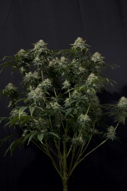Gorilla Cookies FF feminisierte Cannabissamen