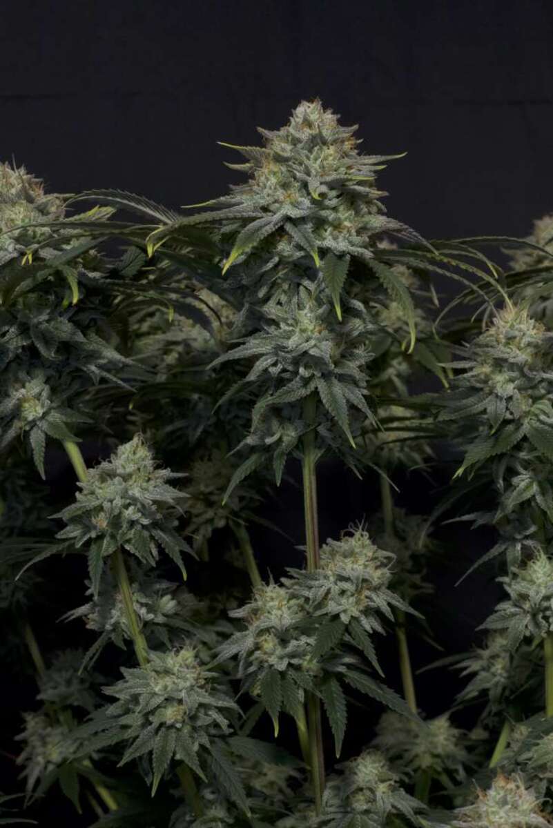 Fast Buds Gorilla Cookies FF feminisiert Hanfsamen 