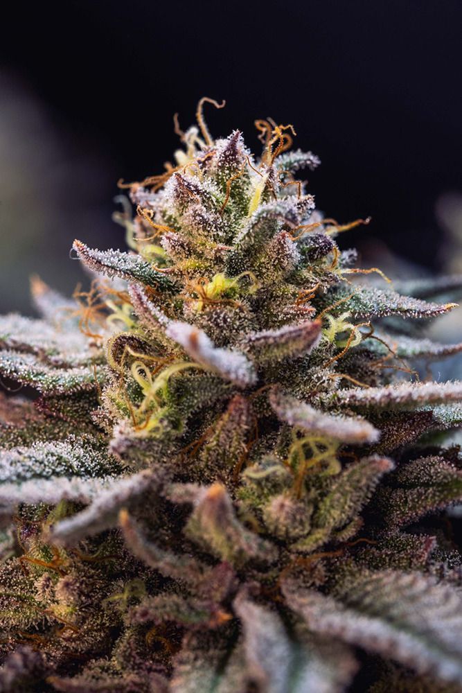 420FastBuds Gorilla Melon Feminiserte Hanfsamen