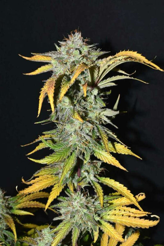 Grapefruit Automatic Cannabissamen