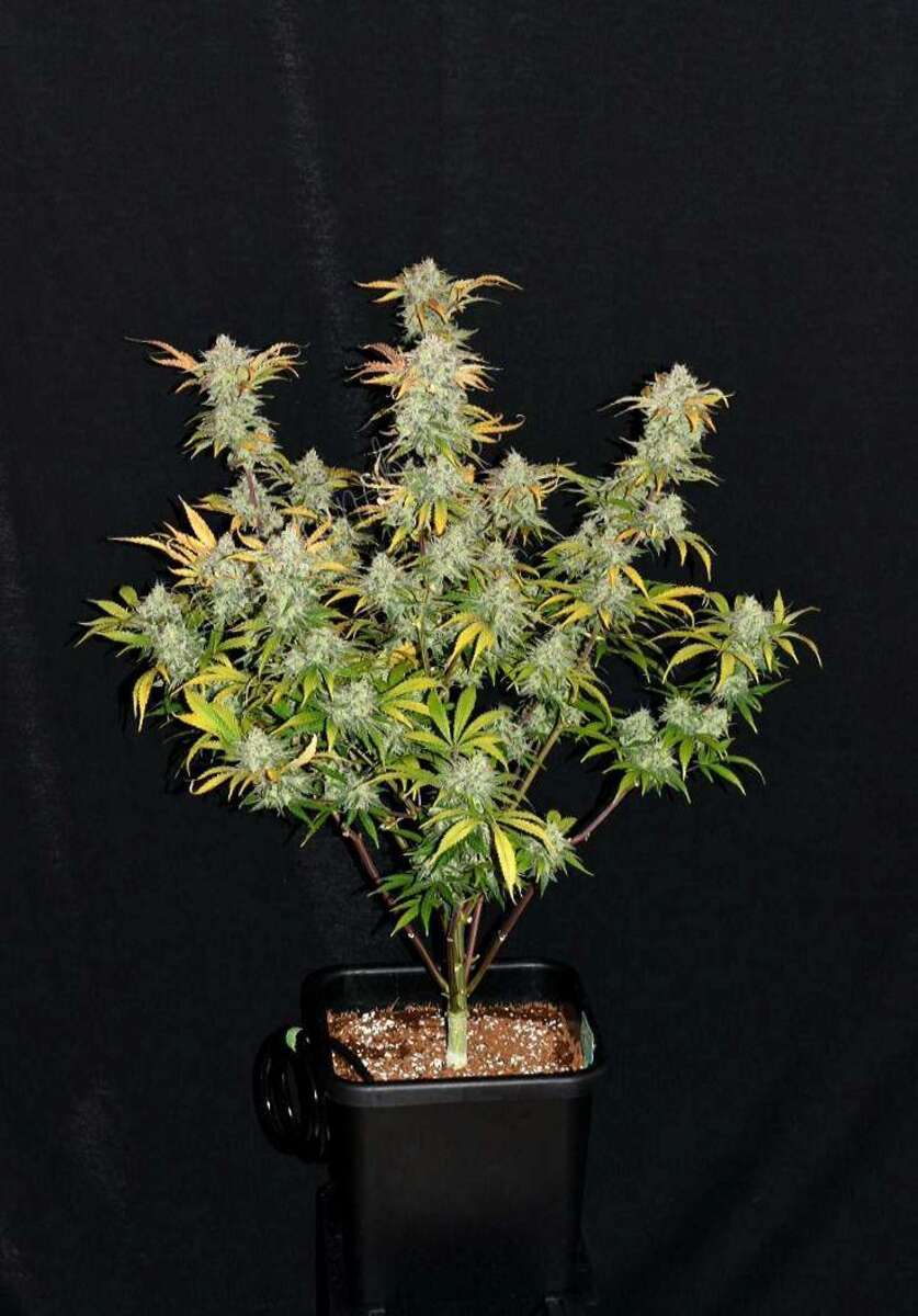 Fast Buds Grapefruit automatic Hanfsamen