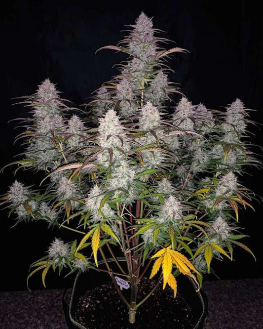 Green Crack Automatic Cannabissamen