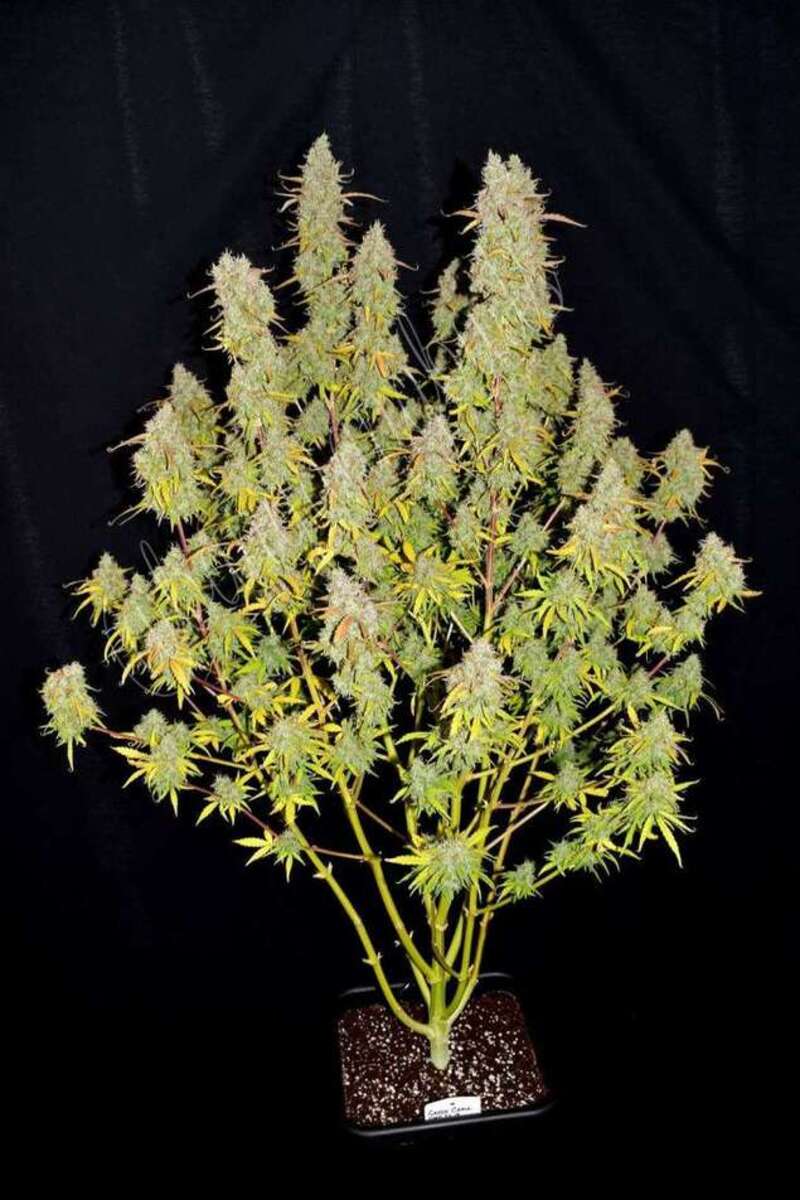 Fast Buds Green Crack automatic Hanfsamen