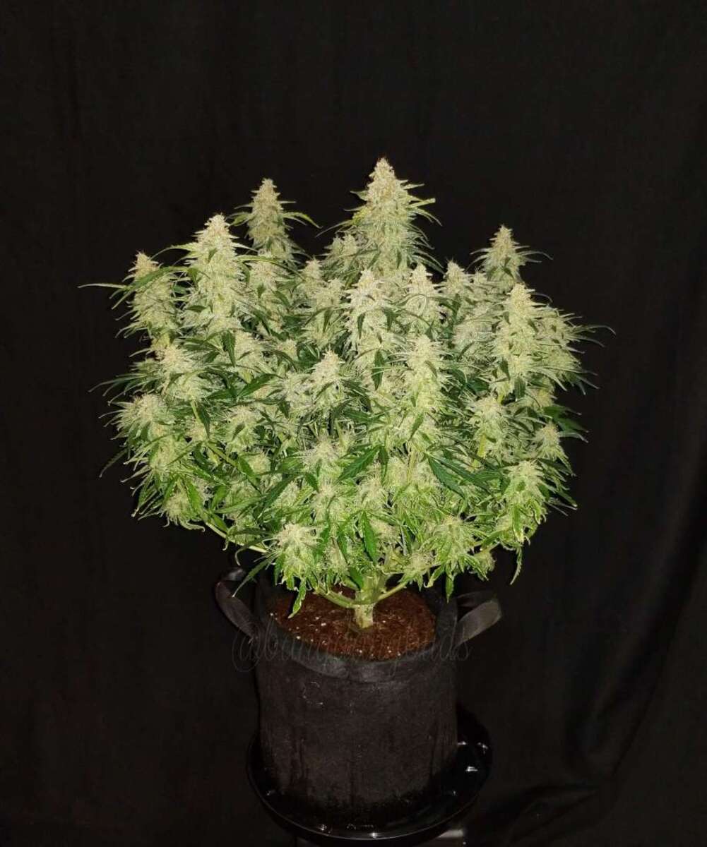 Fast Buds Gorilla Glue automatic Hanfsamen 