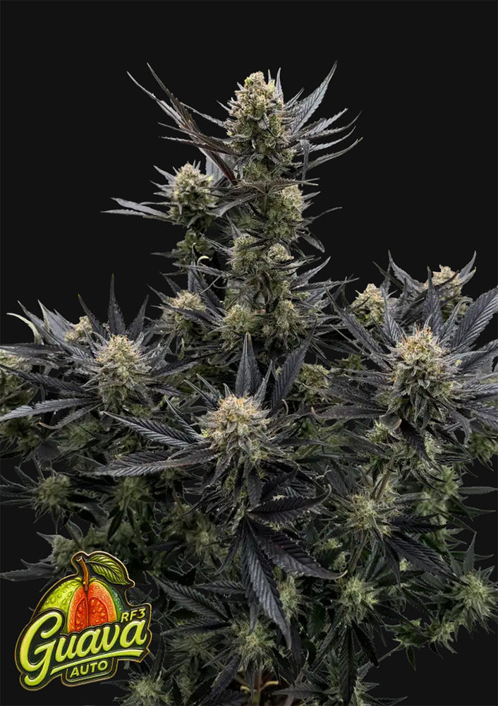 420 FastBuds Guava RF3  Automatic Hanfsamen