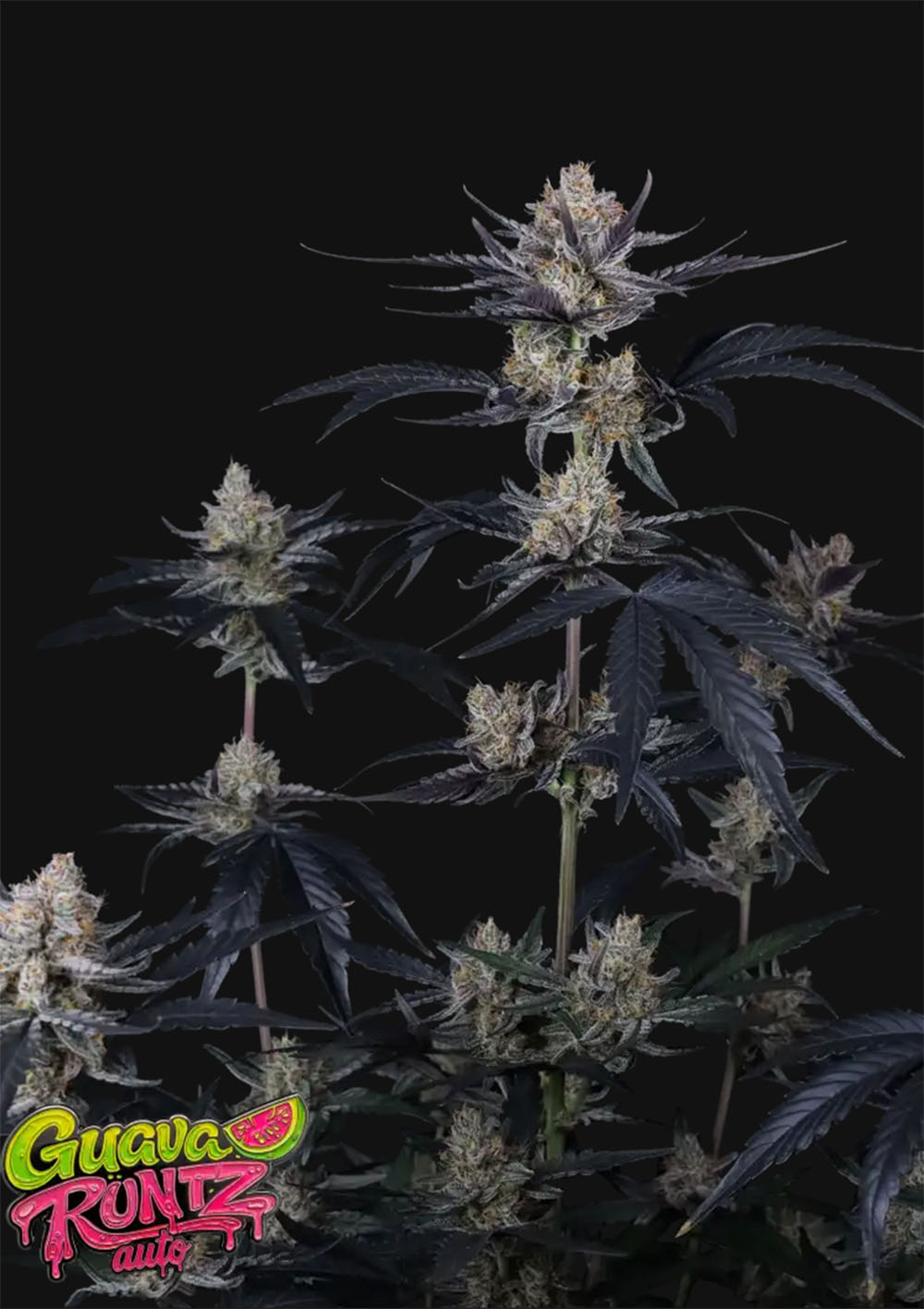 420 FastBuds Guava Runtz Auto Automatic Hanfsamen