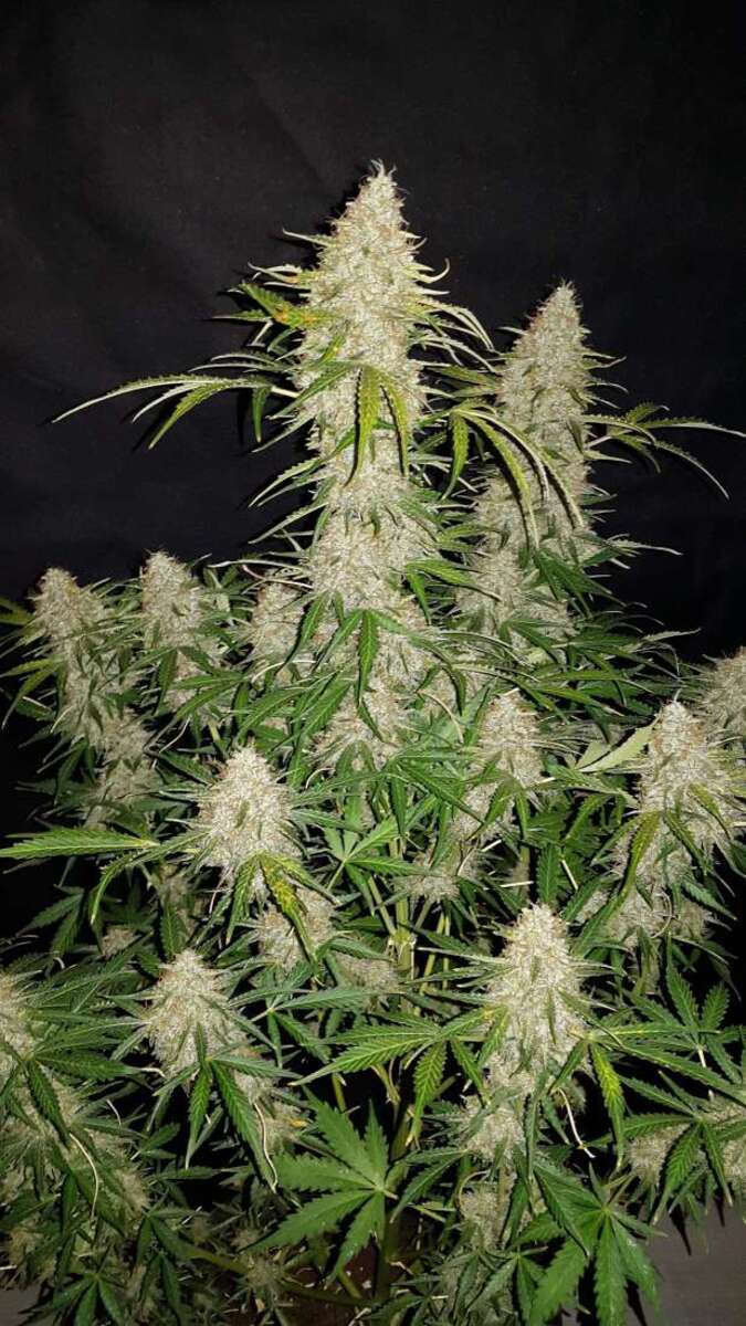Fast Buds Jack Herer automatic Hanfsamen