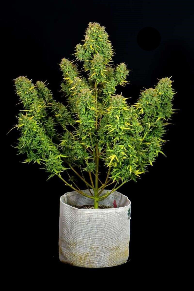 Fast Buds Lemon AK automatic Hanfsamen 