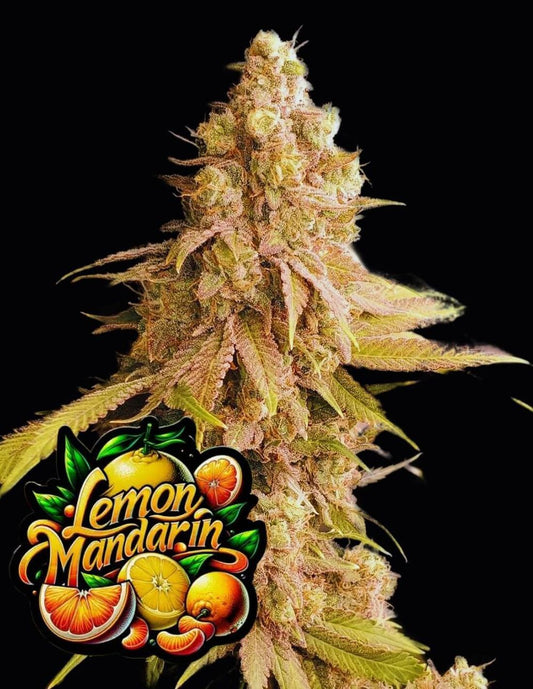 420FastBuds Lemon Mandarin Feminiserte Hanfsamen