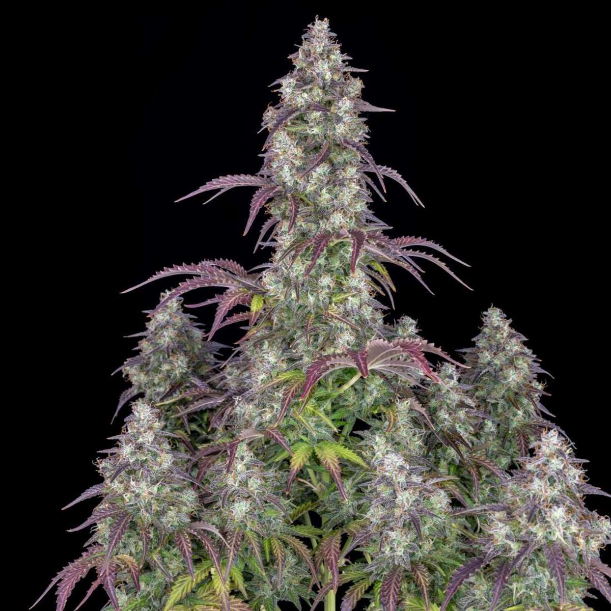 Fast Buds Lemon Pie automatic Hanfsamen 