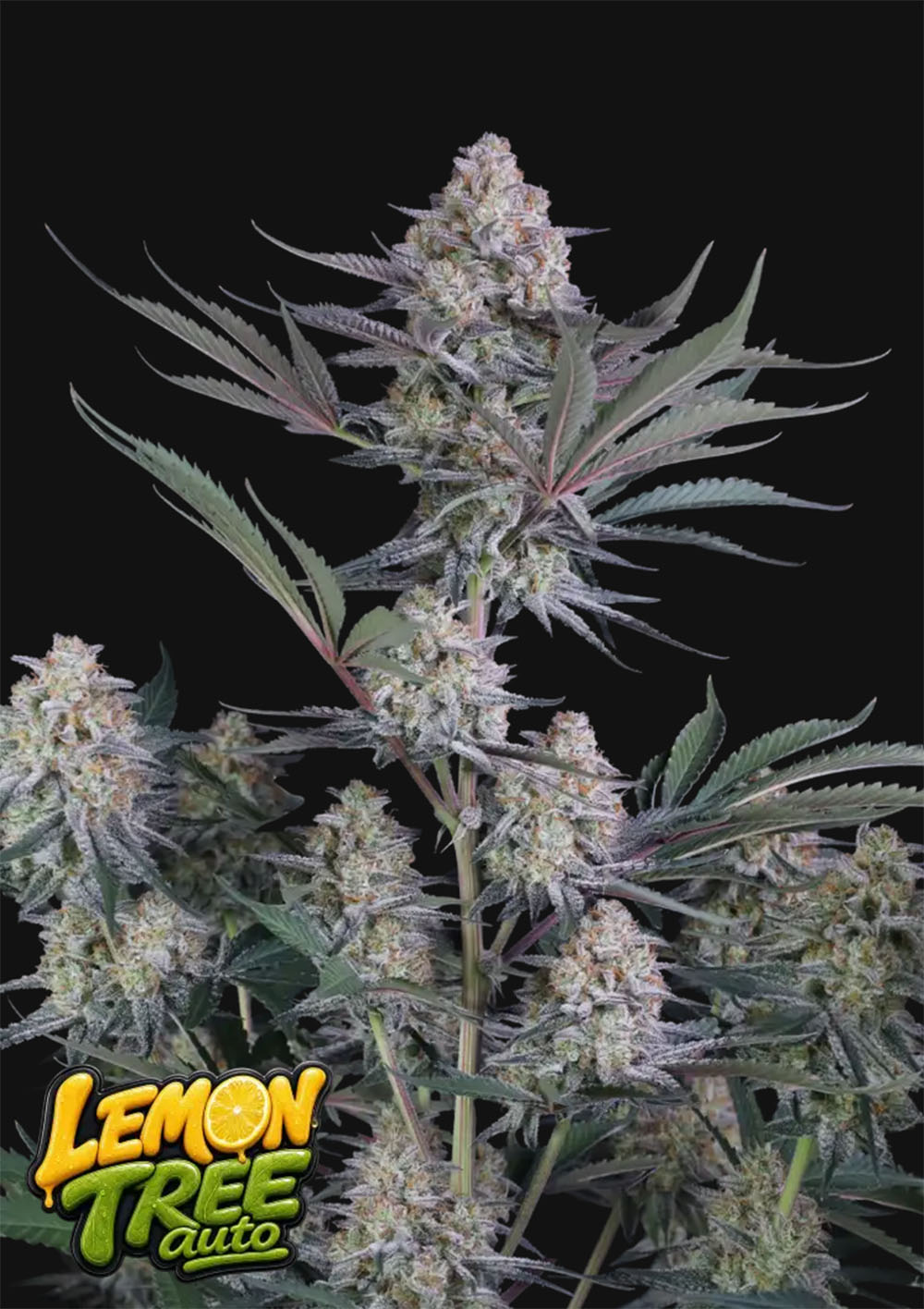 420 FastBuds Lemon Tree Automatic Hanfsamen