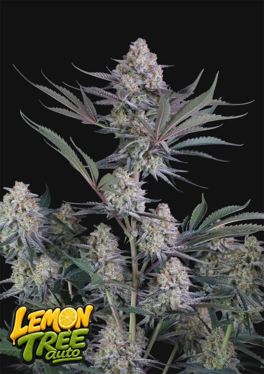 420 FastBuds Lemon Tree Automatic Hanfsamen
