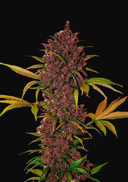 LSD-25 Automatic Cannabissamen