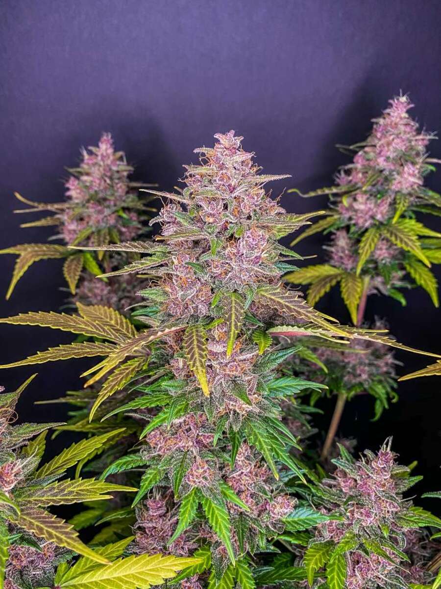 Fast Buds LSD-25 automatic Hanfsamen 