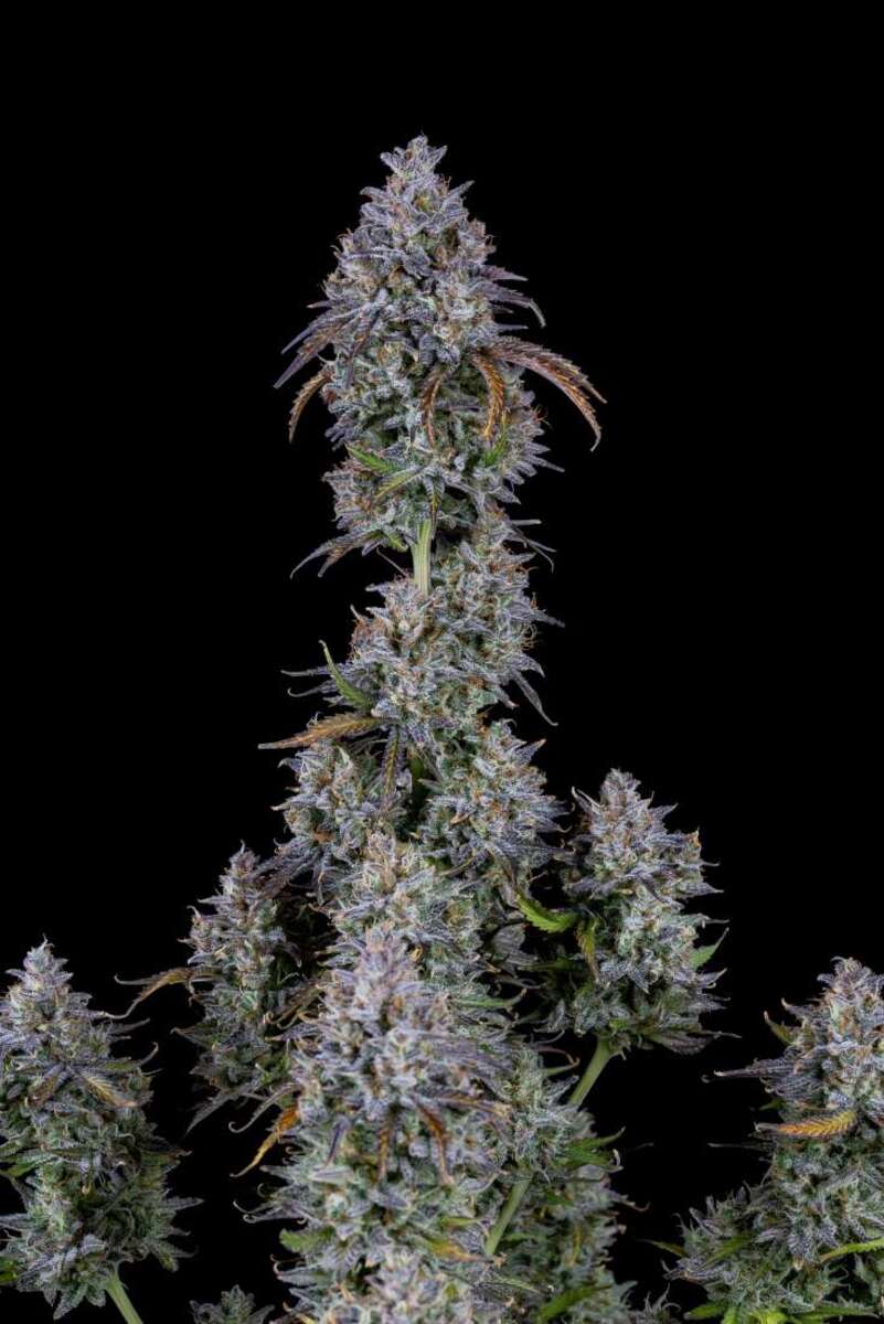 Mimosa Cake Automatic Cannabissamen