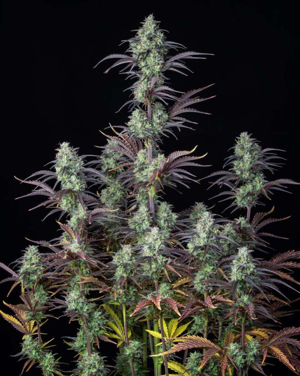 Fast Buds Mimosa Cake automatic Hanfsamen