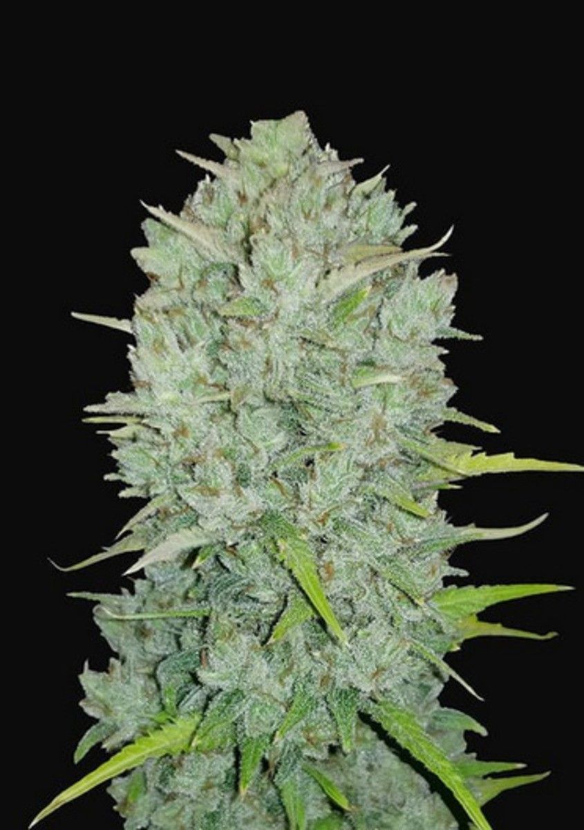 Original Northern Lights Automatic Cannabissamen