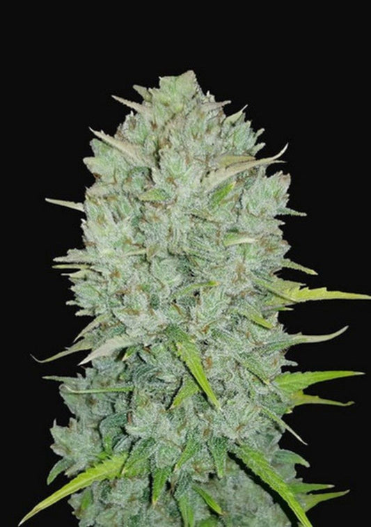 Original Northern Lights Automatic Cannabissamen