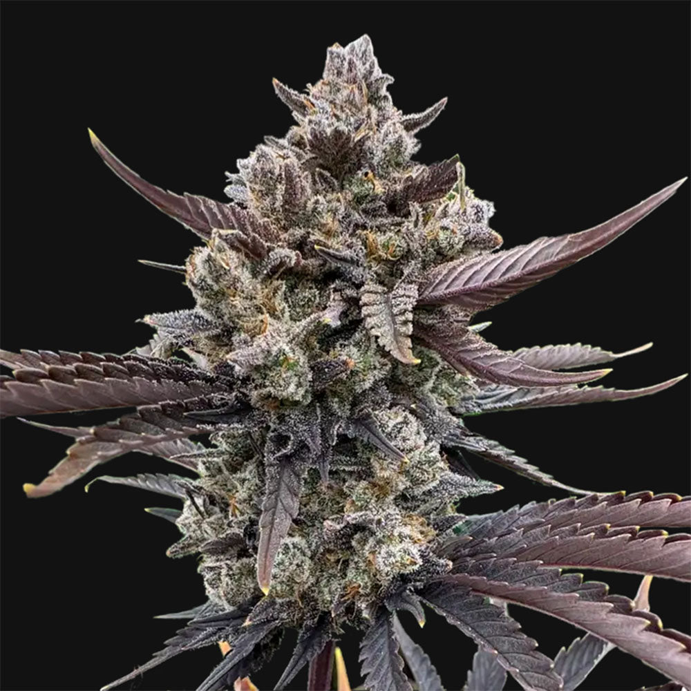 Banana Purple Punch RF3 Automatic Cannabissamen