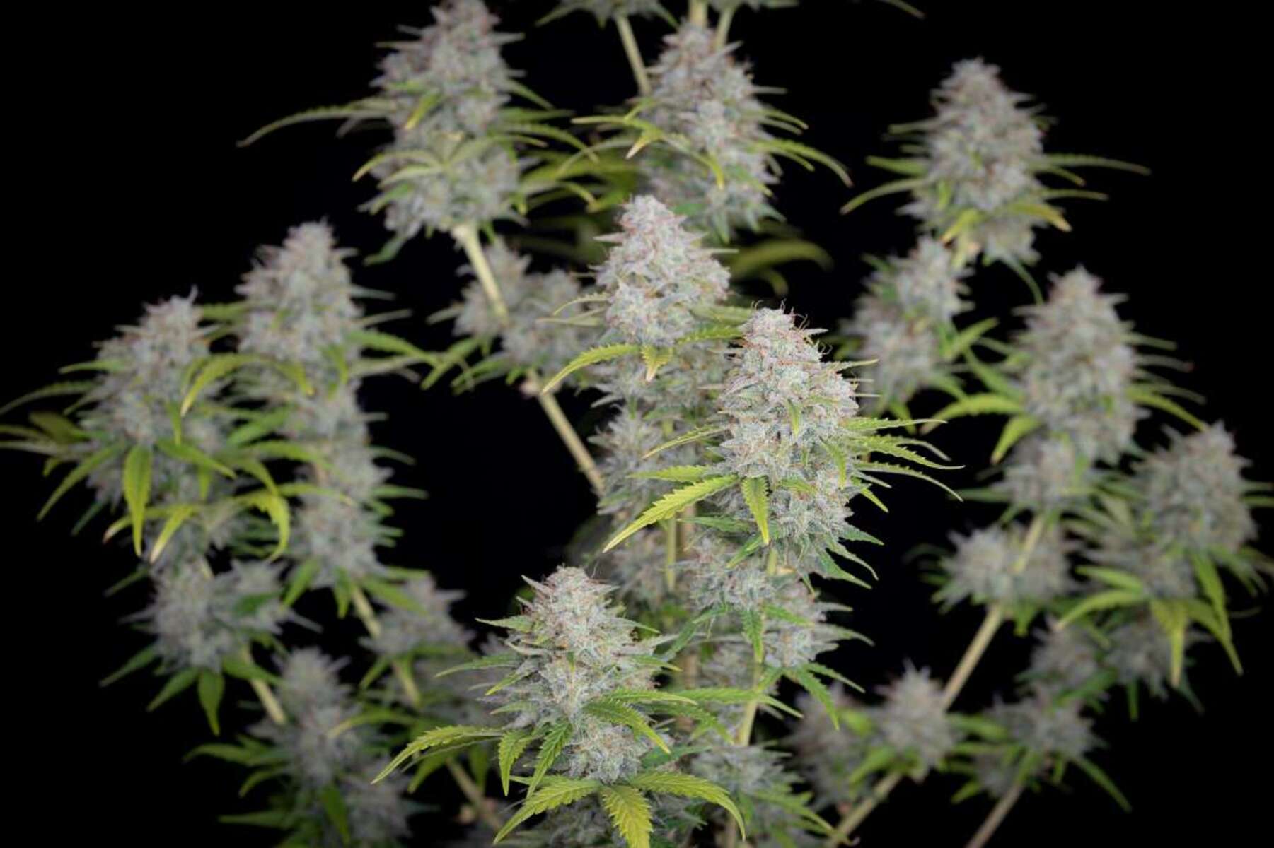 Fast Buds Orange Sherbet automatic Hanfsamen