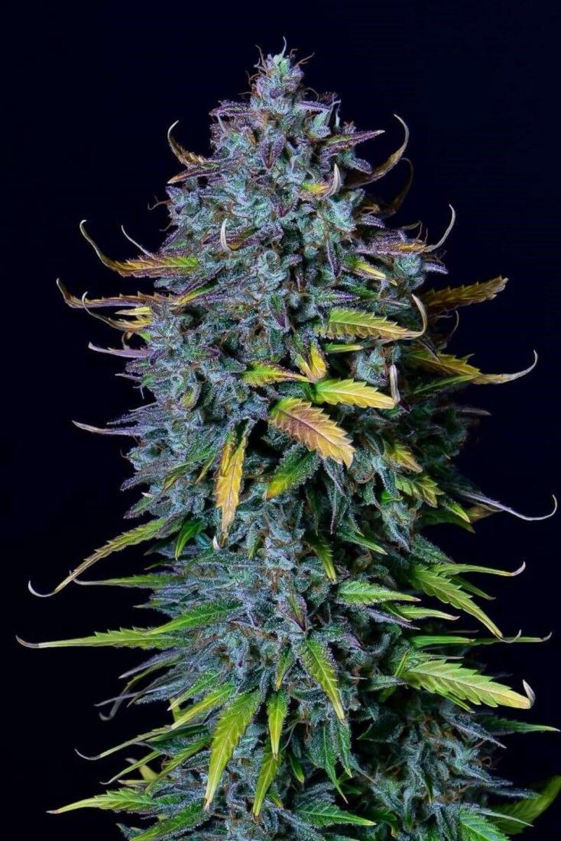 Pineapple Express Automatic Cannabissamen