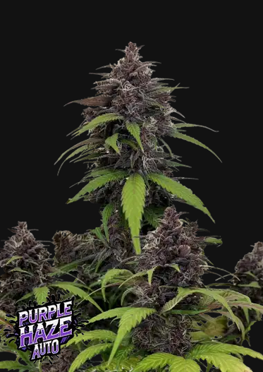 420 FastBuds Purple Haze Automatic Hanfsamen