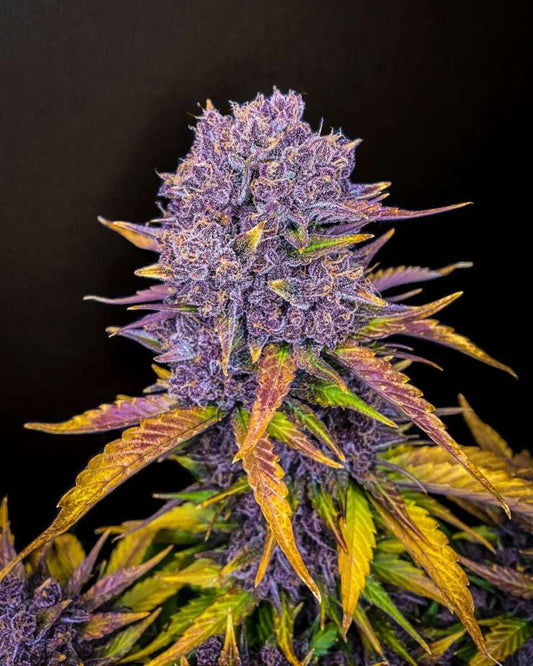 Purple Lemonade Automatic Cannabissamen