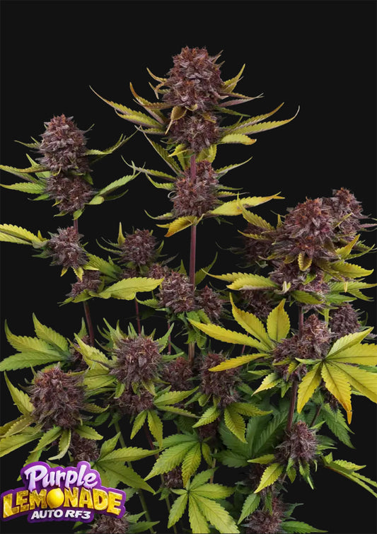 420 FastBuds Purple Lemonade RF3 Auto Automatic Hanfsamen