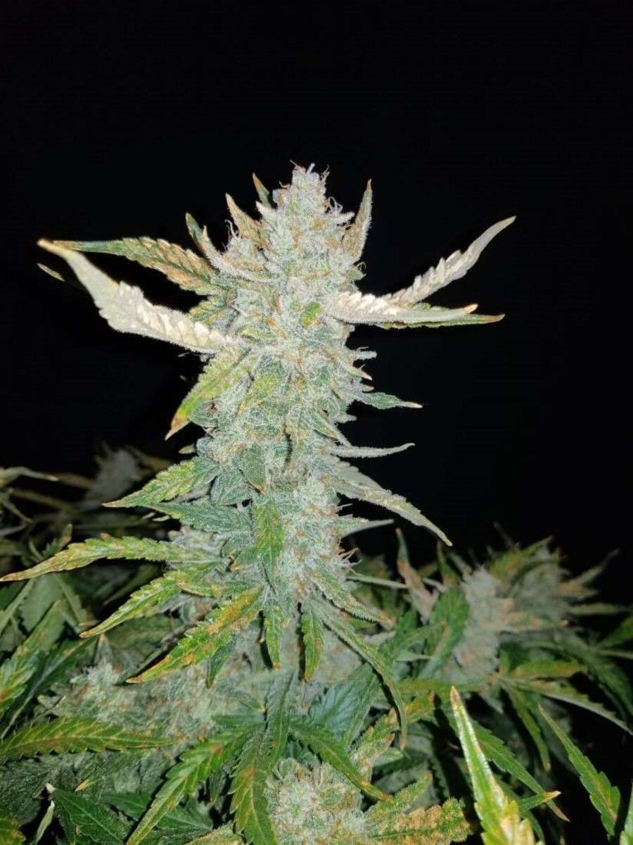 Rhino Ryder Automatic Cannabissamen