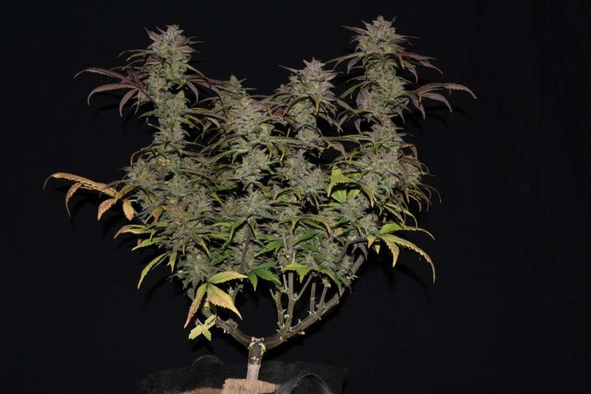 Fast Buds Smoothie automatic Hanfsamen 