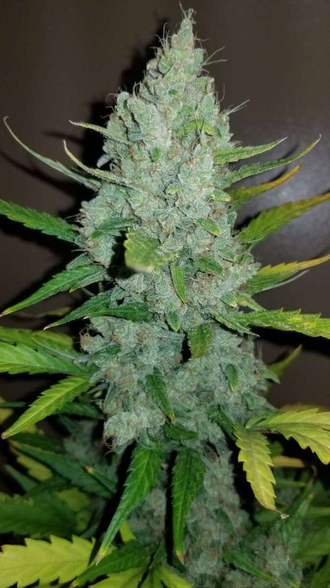 Original Sour Diesel Automatic Cannabissamen